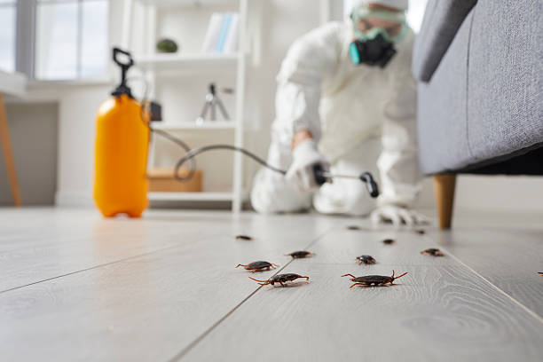 Post-Treatment Bed Bug Interceptor Monitoring in Sarasota